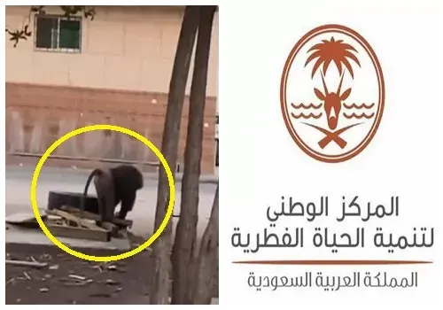 بعد ظهور البابون في فيديو متداول.. “الحياة الفطرية”: قرود الرياض غير نظامية