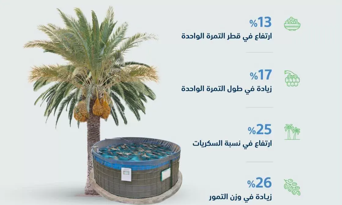 تجربة ناجحة.. النخيل “تشرب” من مياه صرف أحواض الأسماك