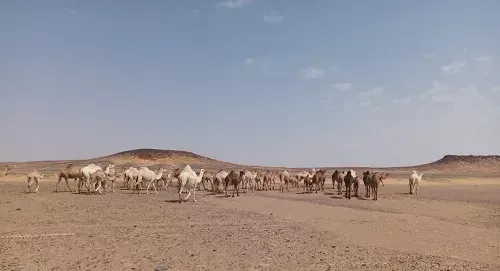 المهلة انتهت.. حصر جمال “الخنفة” تمهيداً لمحاسبة ملاكها