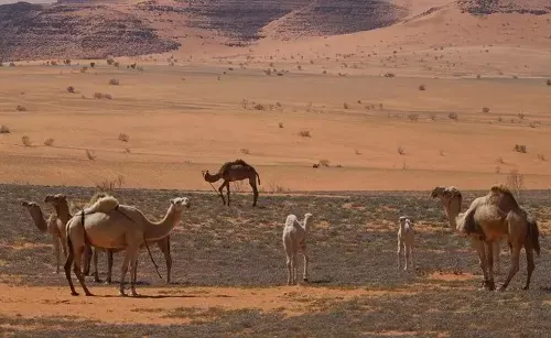 مهلة أسبوعين لإخراج الحيوانات السائبة من “الخنفة”