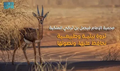 تمتد عبر عسير و جازان و مكة.. أمر سامٍ بإنشاء ⁧محمية الإمام فيصل بن تركي