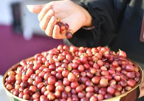 اليوم العالمي للقهوة.. جازان و عسير و الباحة تنتج 800 طن سنويًا