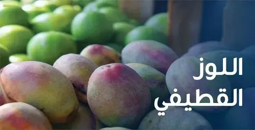 الثلاثاء.. “اللوز القطيفي” في الربيعية