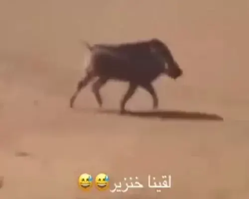 الحياة الفطرية: فيديو الخنزير البري خارج السعودية