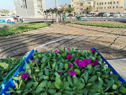 بلدية القطيف تستبق الشتاء بزراعة الزهور في الميادين والشوارع