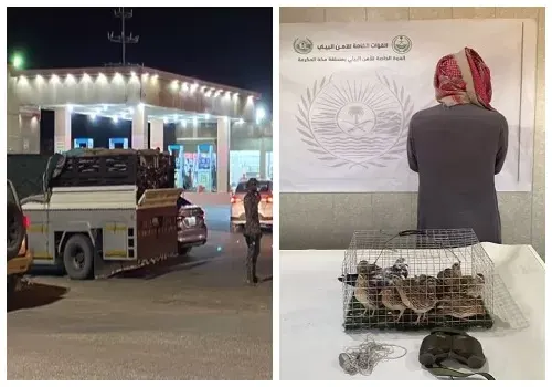 سقوط مخالف صيد و تجار حطب و فحم محلي في 4 مناطق