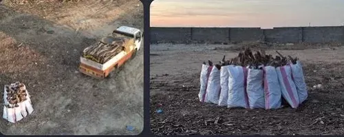 “حشيش” في عسير و “قات” في جازان و تجارة حطب في القصيم