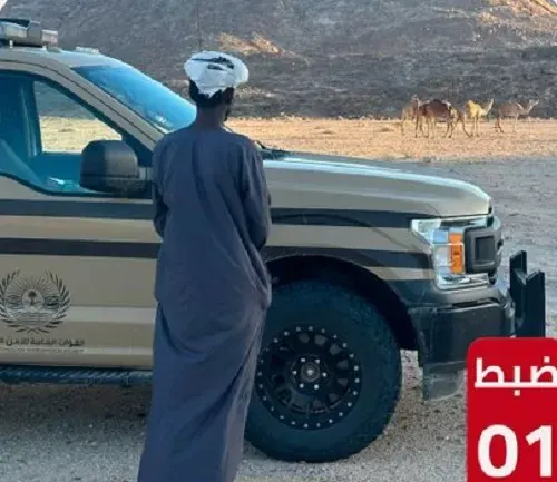تبوك.. القبض على راعي إبل في محمية الأمير محمد بن سلمان