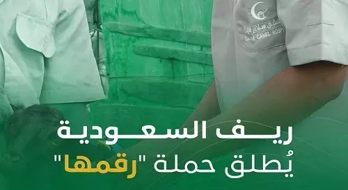 “رقّمها”.. لكل رأس “ماشية” رقم مثل لوحة السيارة