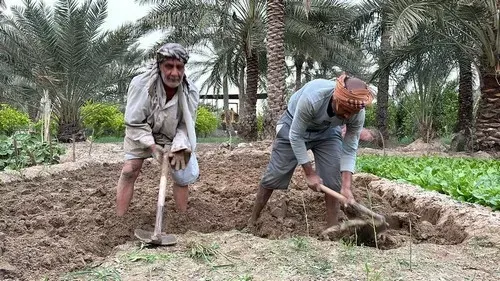 عَمَار القطيف