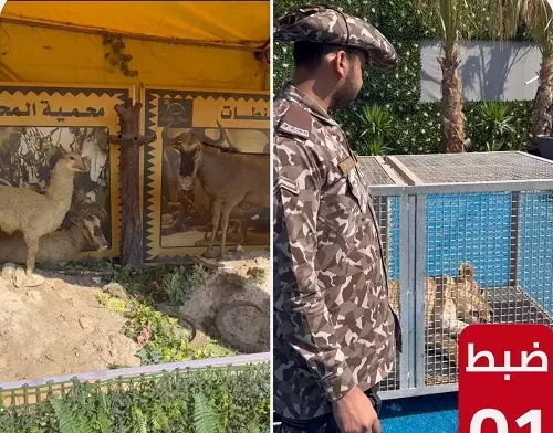 عسير.. “استانس” بتربية أسود.. فواجه سجناً وغرامة 30 مليوناً