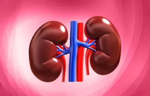 أمل جديد.. دواء يحقق نتائج إيجابية لعلاج أمراض الكلى