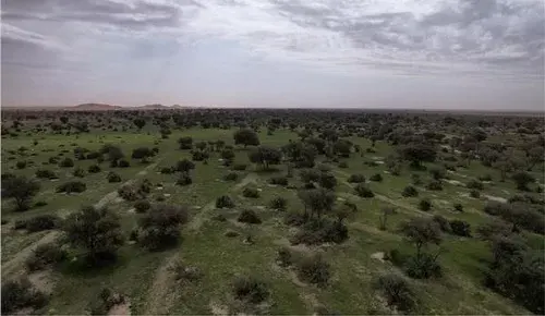 منع الرعي في محمية الإمام عبدالعزيز ومحمية الملك خالد