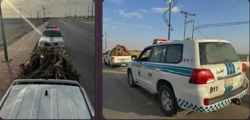 تم القبض] تاجر حطب محلي في وادي الدواسر