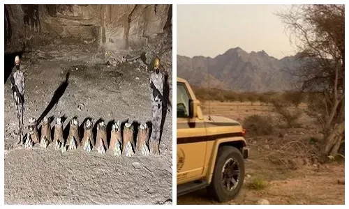 تم القبض] 180 كيلو قات في عسير و قاطع شجرة السمر في المدينة
