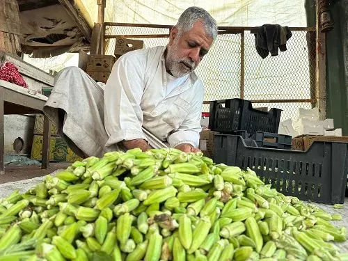 موسم “الضامية”