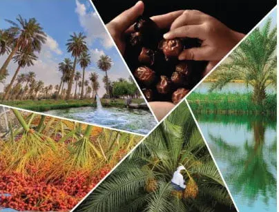 جامعة الملك سعود تنظم مؤتمر منتجات النخيل الدولي