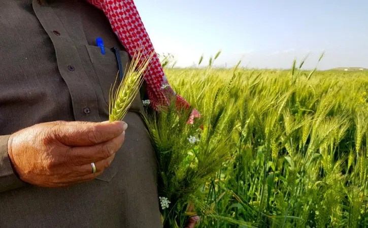 “البيئة”: إصدار رخص زراعة القمح وفق الضوابط الأسبوع المقبل