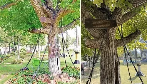 شجرة في باكستان “مسجونة” بتهمة “السُّكْر” منذ 125 سنة