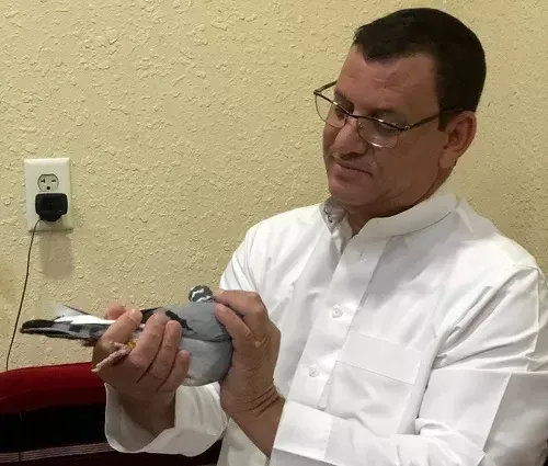 “الحكيم” وأصدقاؤه يطيرون مع الحمام الزاجل إلى الجوائز