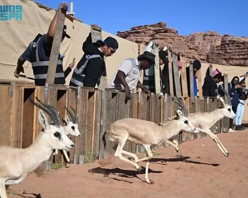 الريم والإدمي والمها في محمية نيوم
