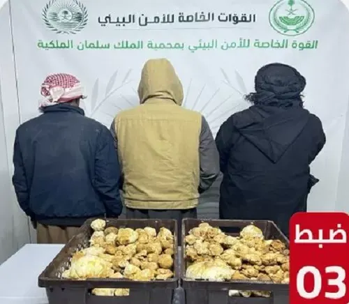 جمع “الفقع” يورط 3 مخالفين دخلوا محمية الملك سلمان دون تصريح