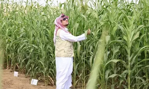 دعم مزارعي المحاصيل البعلية بأكثر من 36 مليون ريال