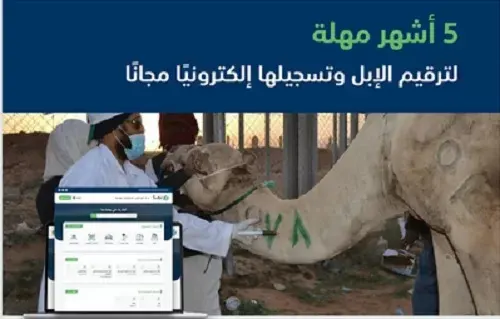 مهلة 5 أشهر لترقيم الإبل و تسجيلها عبر “نما”