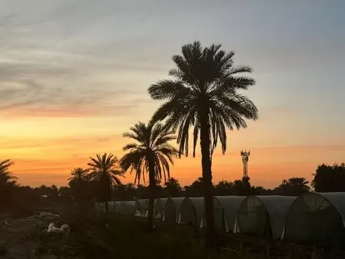 شفق و نخيل