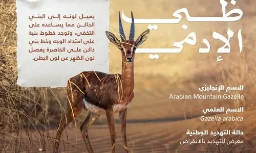 الحياة الفطرية: غرامة صيد ظبي الإدمي 35 ألف ريال