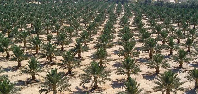 فريق بحث سعودي يطور نظاماً لمعرفة فصائل النخيل من الصور