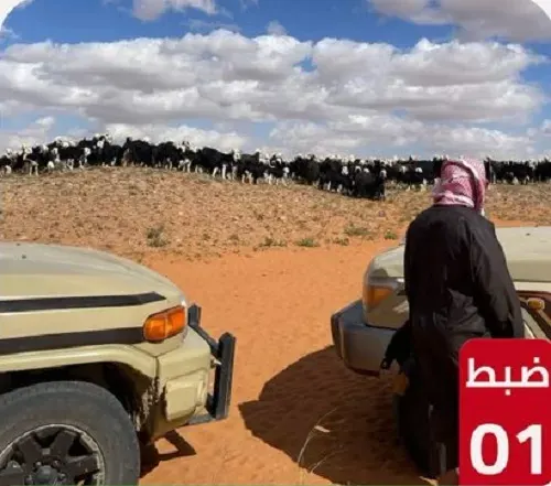 تم القبض.. راعي أغنام في محمية الملك سلمان و “قات” في جازان