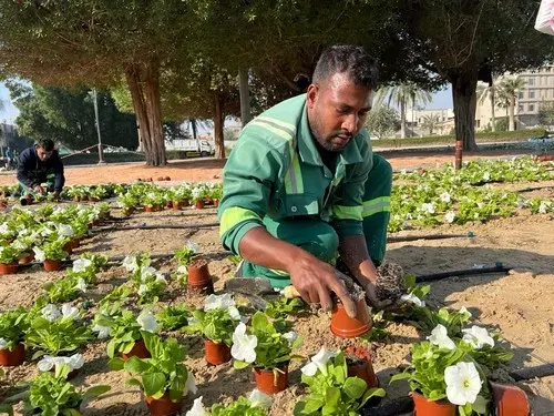 بلدية القطيف تسابق الزمن تجهيزًا لمهرجان الزهور