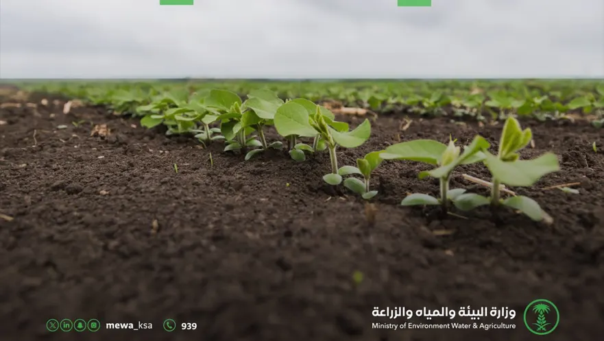 “الزراعة”: 5 خطوات لحماية المحاصيل من خطر الصقيع