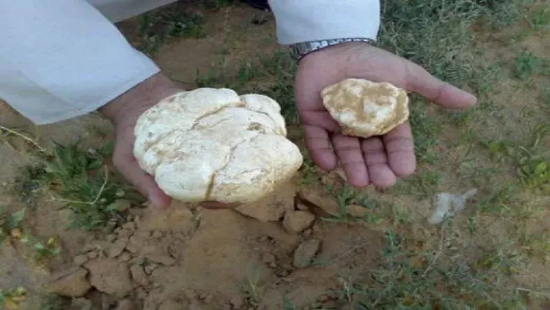 البحث عن “الفقع” قد يصل إلى السجن 30 شهراً وغرامة 25 ألفا