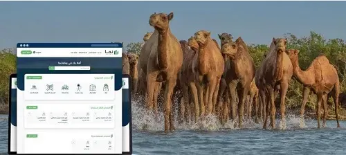 “البيئة”: 4 أشهر على انتهاء مهلة ترقيم الإبل