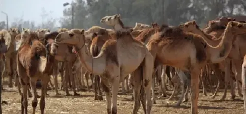 11 مادة لإقامة مزادات الإبل المؤقتة خارج أسواق النفع العام