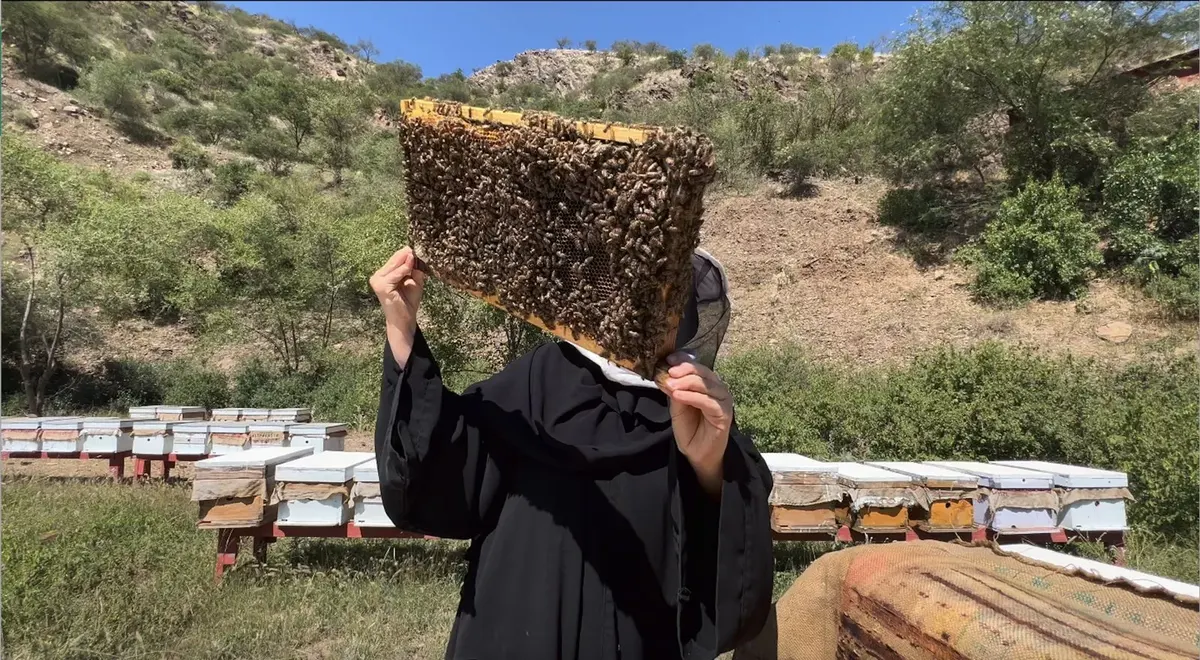 مطلوب ملكات نحل جديدة لتطوير انتاج العسل السعودي