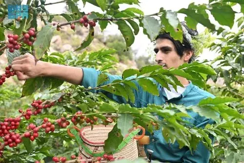 1000 طن حجم إنتاج جازان من البن سنوياً