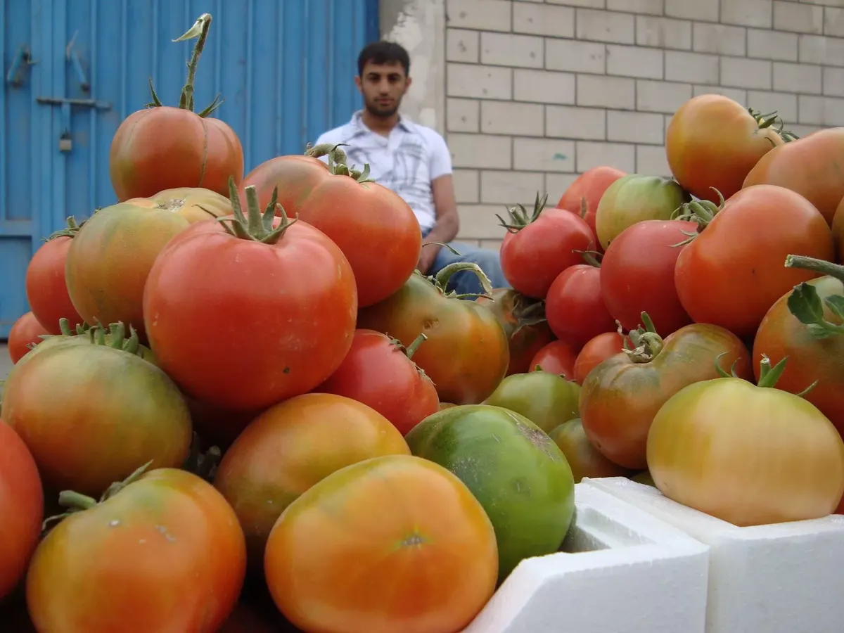 أرشيف “صُبرة”.. الطماطم الرامسي موسم 2009