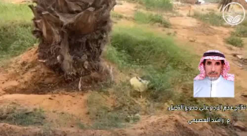 “الإرشاد الزراعي”: الترديم حول جذوع النخيل يحد من انتشار الآفات