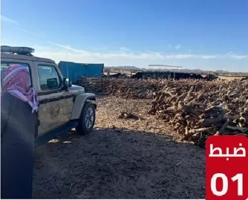 تم القبض.. تاجر حطب محلي في المدينة