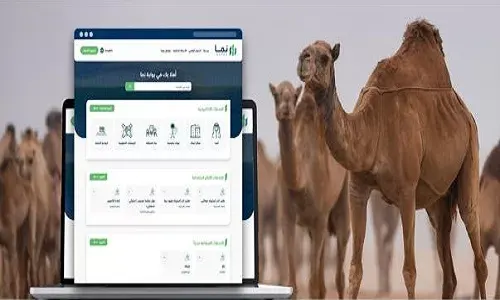 مهلة 3 أشهر لترقيم الإبل و تسجيلها عبر “نما”
