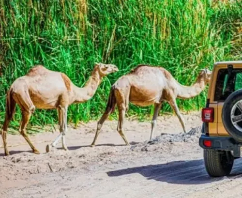 الرياض.. القبض على راعي إبل في محمية الإمام