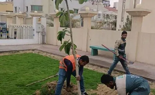 1000 شتلة من “الشؤون الإسلامية” لشوارع الدمام
