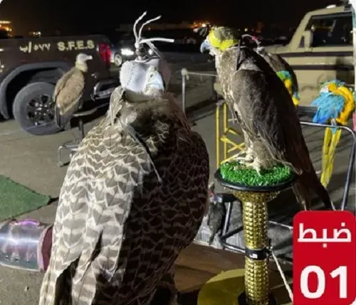 تم القبض.. تاجر صقور في جدة و “قات” في جازان