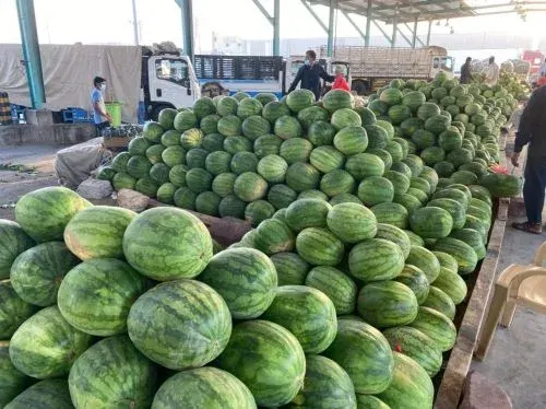 بـ 624 ألف طن.. أسواق السعودية تستعد لاستقبال “الجح”