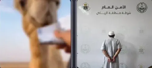 الرياض.. القبض على سعودي تعمد إتلاف عملة وإطعامها لجمل