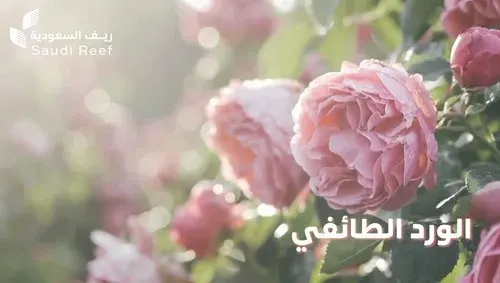 الورد السعودي يستعدّ لرقم ملياري في 2026