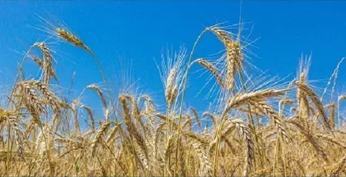 إيداع 261 مليون ريال في حسابات مزارعي القمح